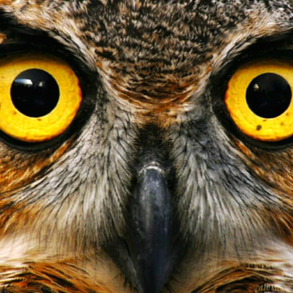 Meet your Posher, Randi